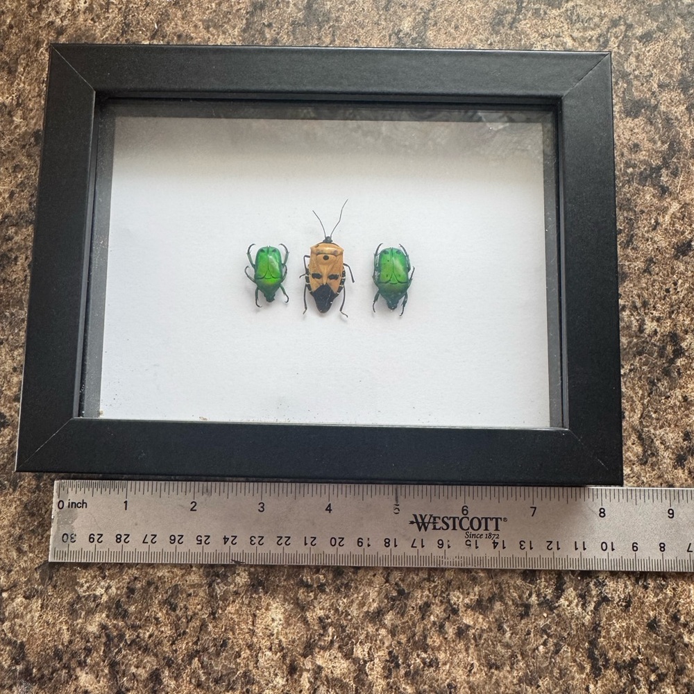 Framed Insect Display with Black Frame